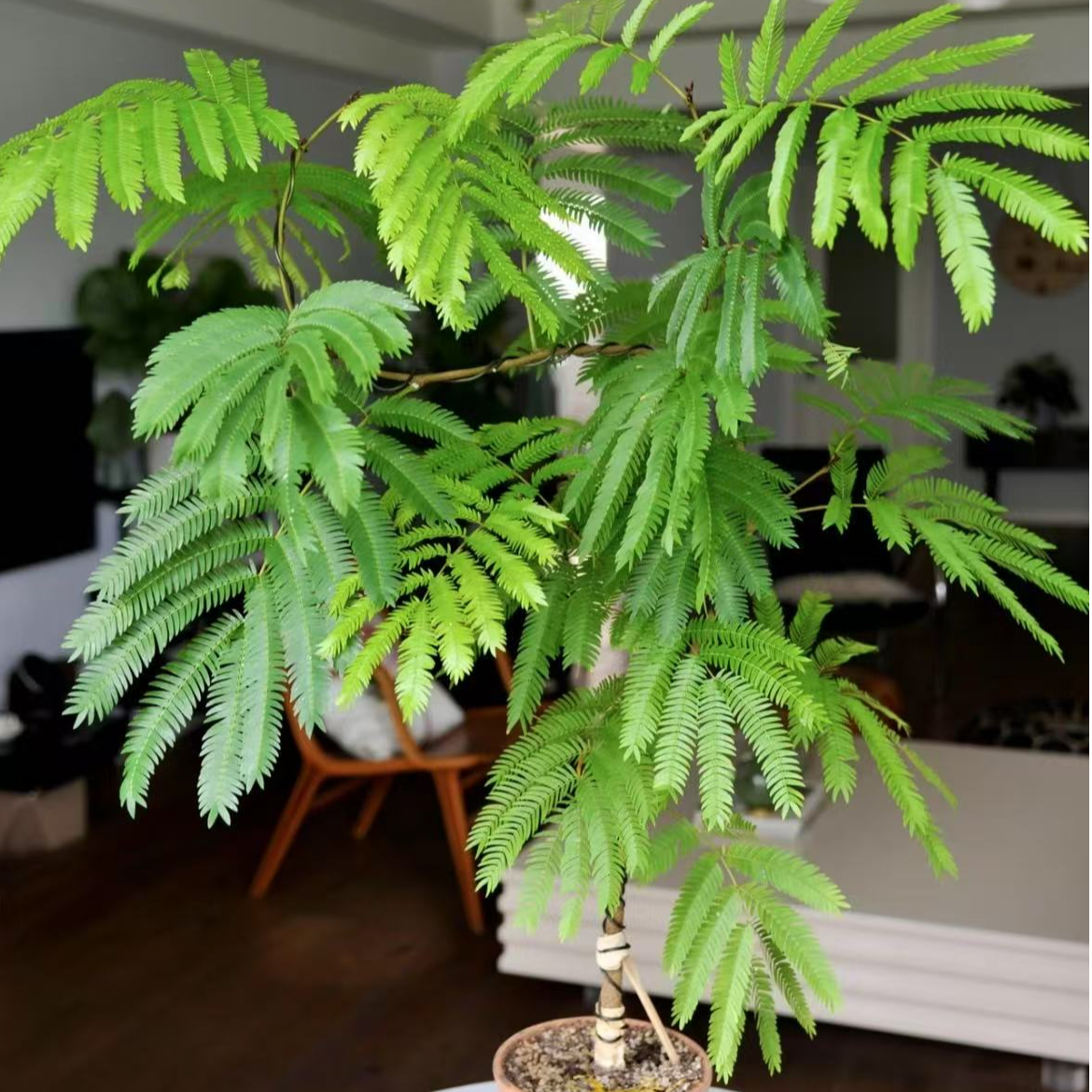 蜜叶猴耳环日版植物ins风耐阴好养室内大型观叶植物网红盆栽绿植