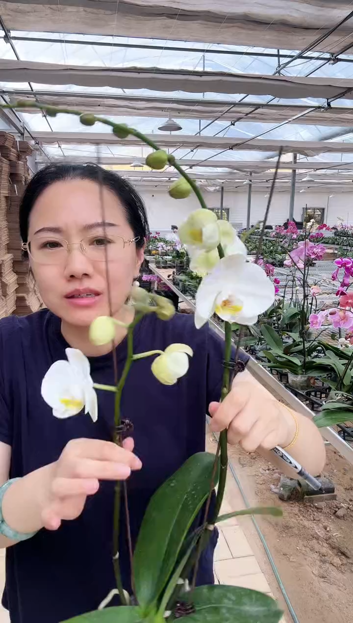 完全开放微瑕叶片016剑桥1棵