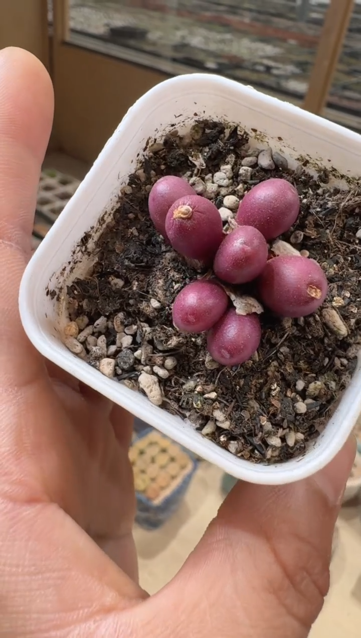 12-78多肉植物肉锥紫葡萄一颗