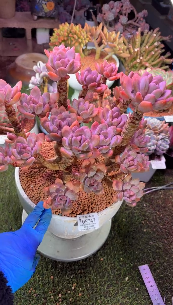 【闪购商品】05747