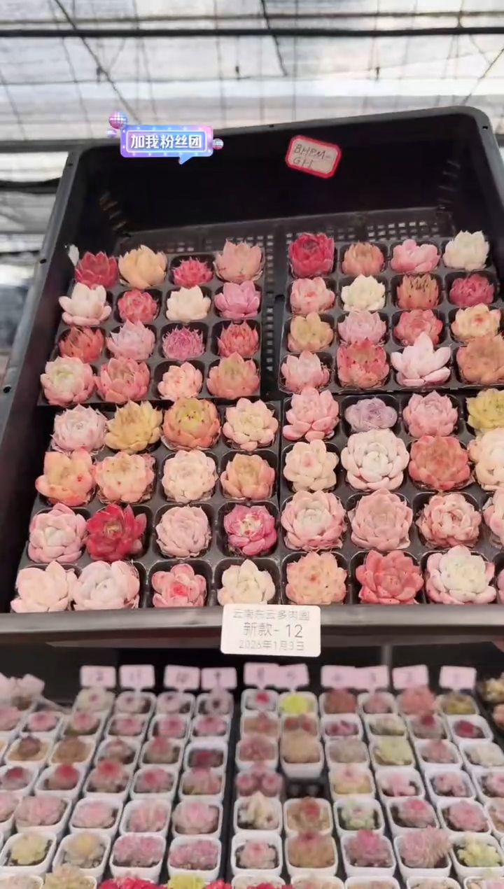 东云多肉园新款-12  其中1份