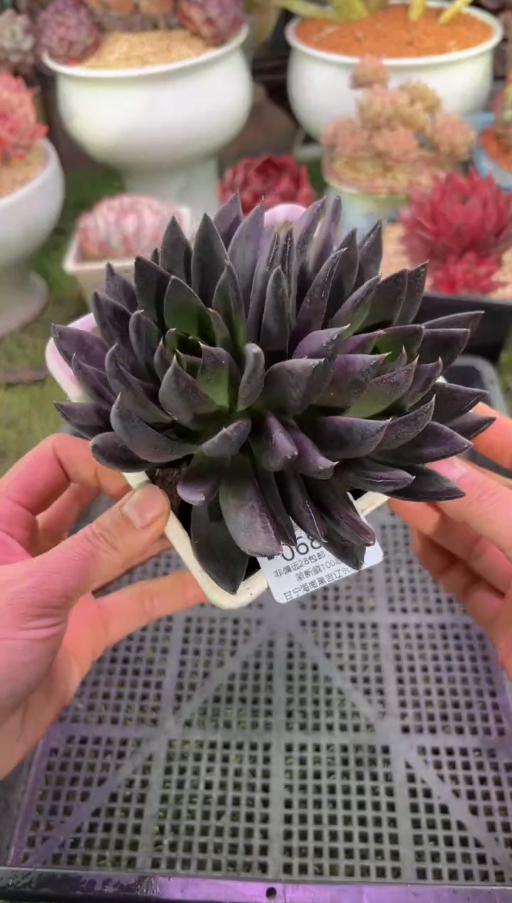 【闪购商品】06893