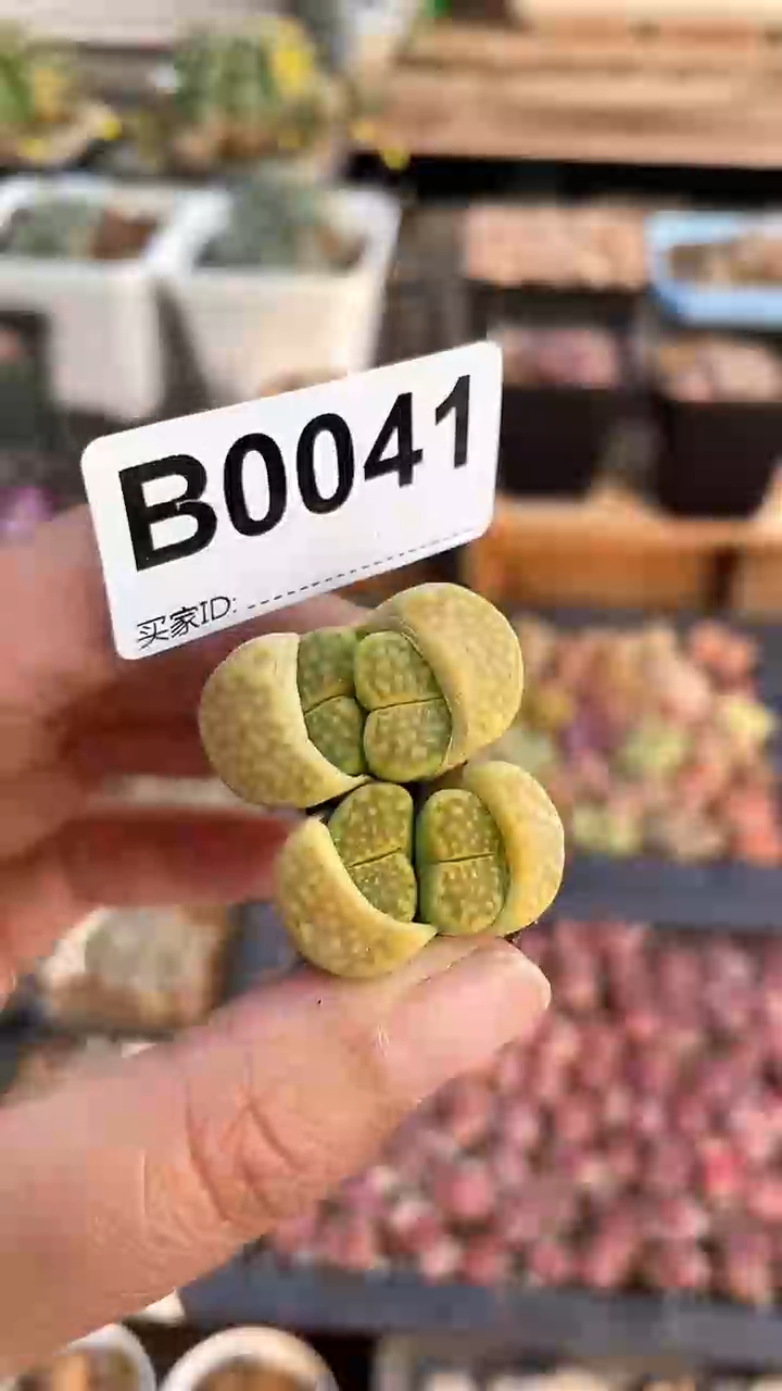 【闪购商品】0041直播一物一拍