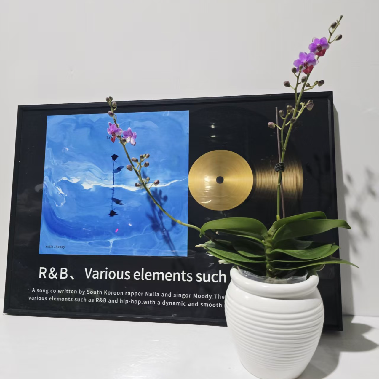 塔塔开【贝瑞王子】3.0寸加高杯蝴蝶兰带花带花苞开花株发货