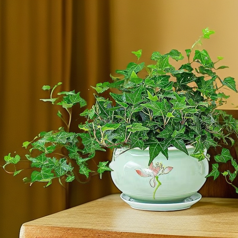 常春藤盆栽室内绿植垂吊兰四季常青净化空气挂墙