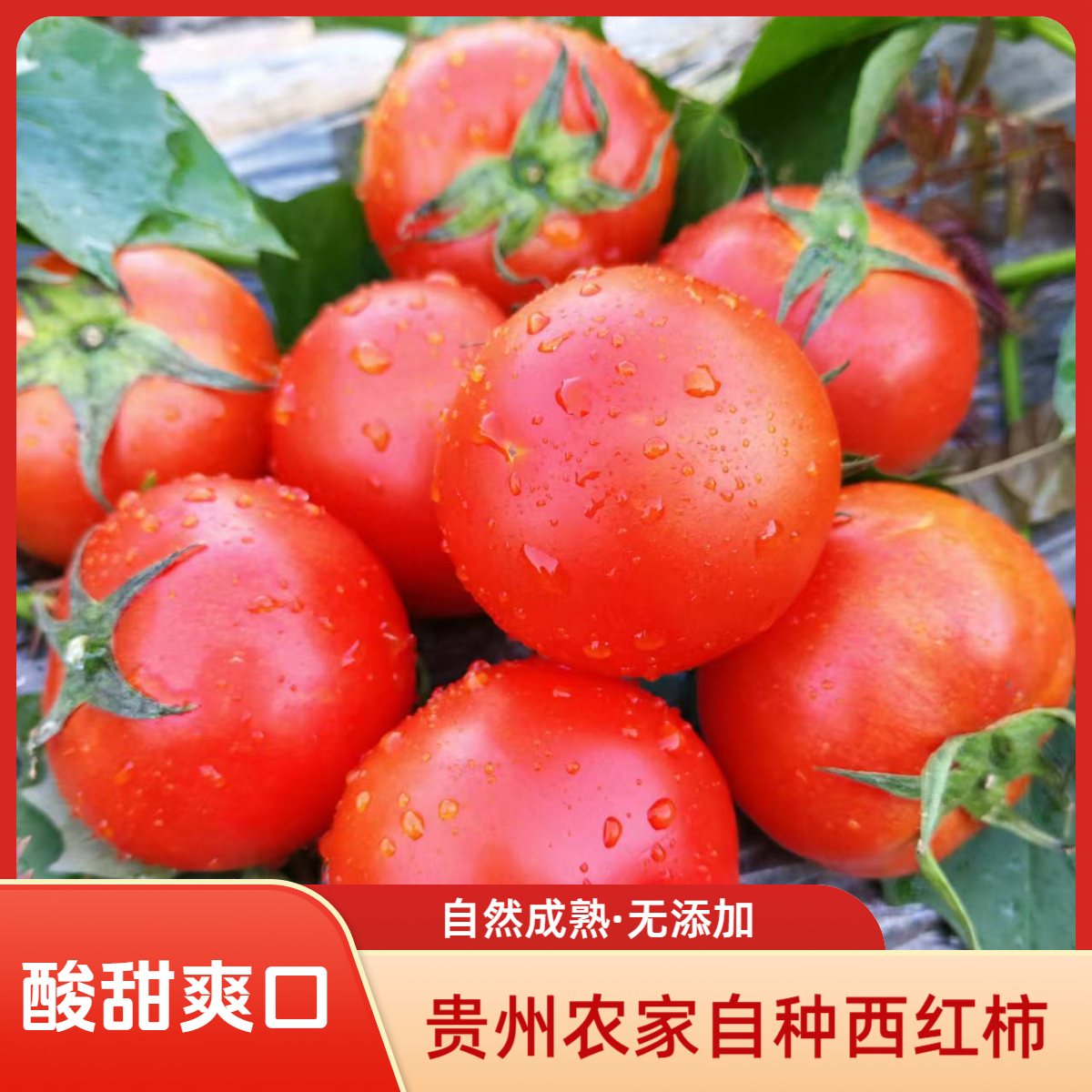 【小刘村长助农】露天西红柿新鲜采摘番茄可口爆汁新鲜现摘