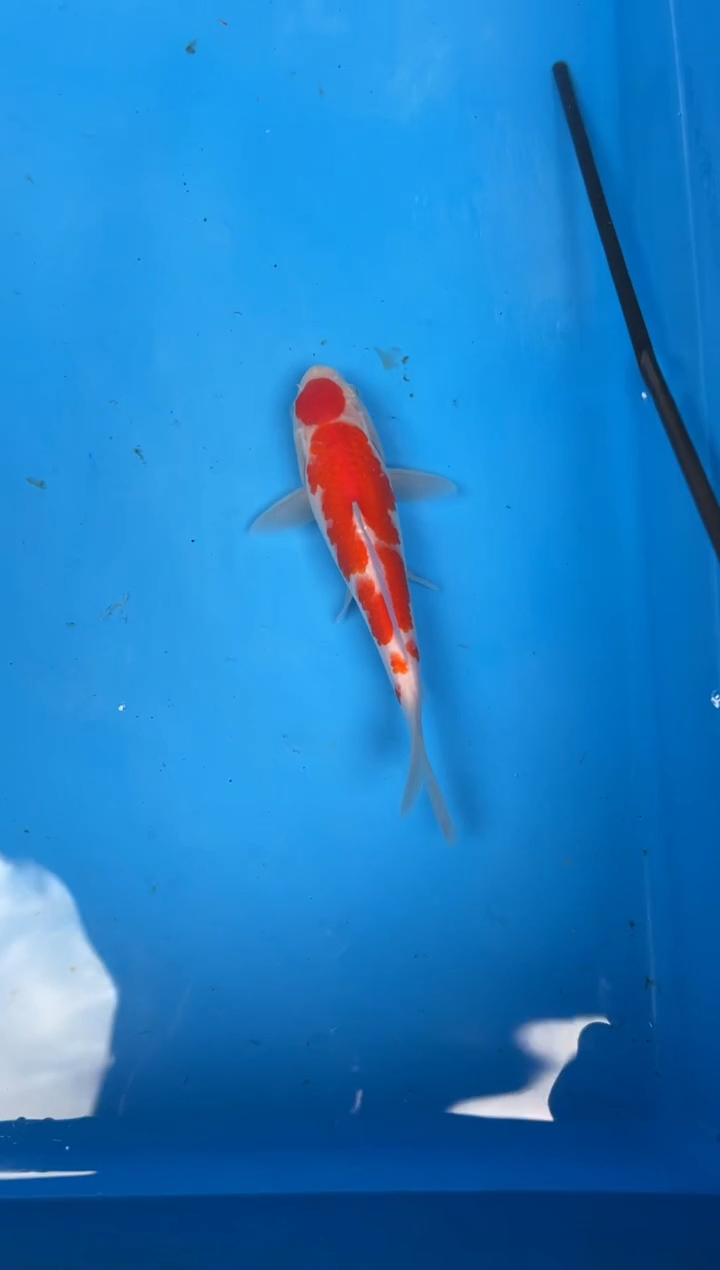 锦鲤C****.12号锦鲤鱼 闪购红白