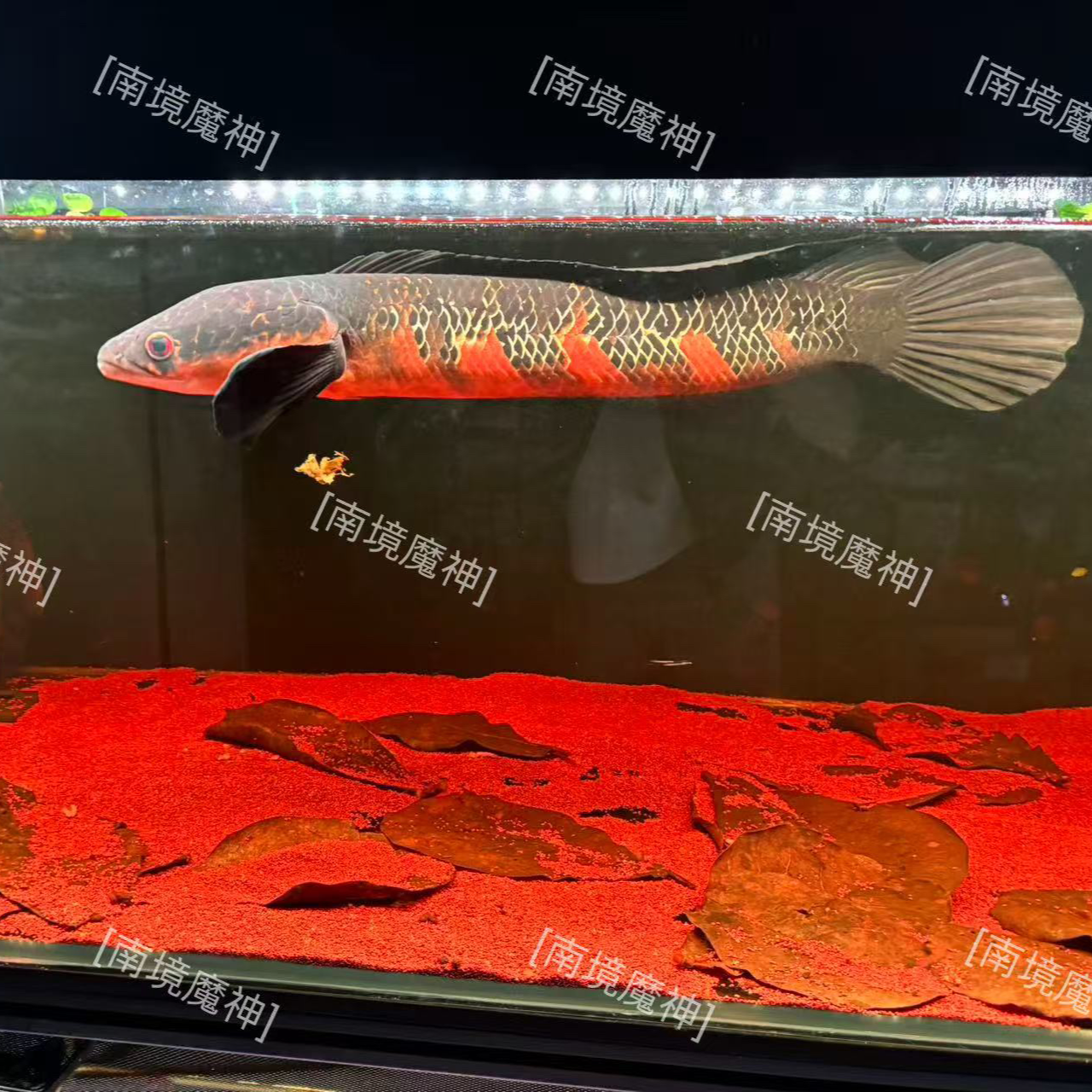 红帝王SBK魔神幼苗(10/12)