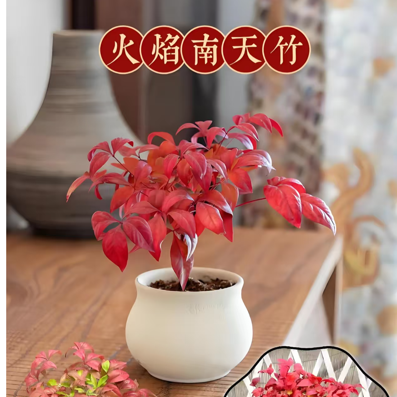 一物一拍 火焰南天竹盆栽耐寒好养越冷越红适合客厅观叶绿植