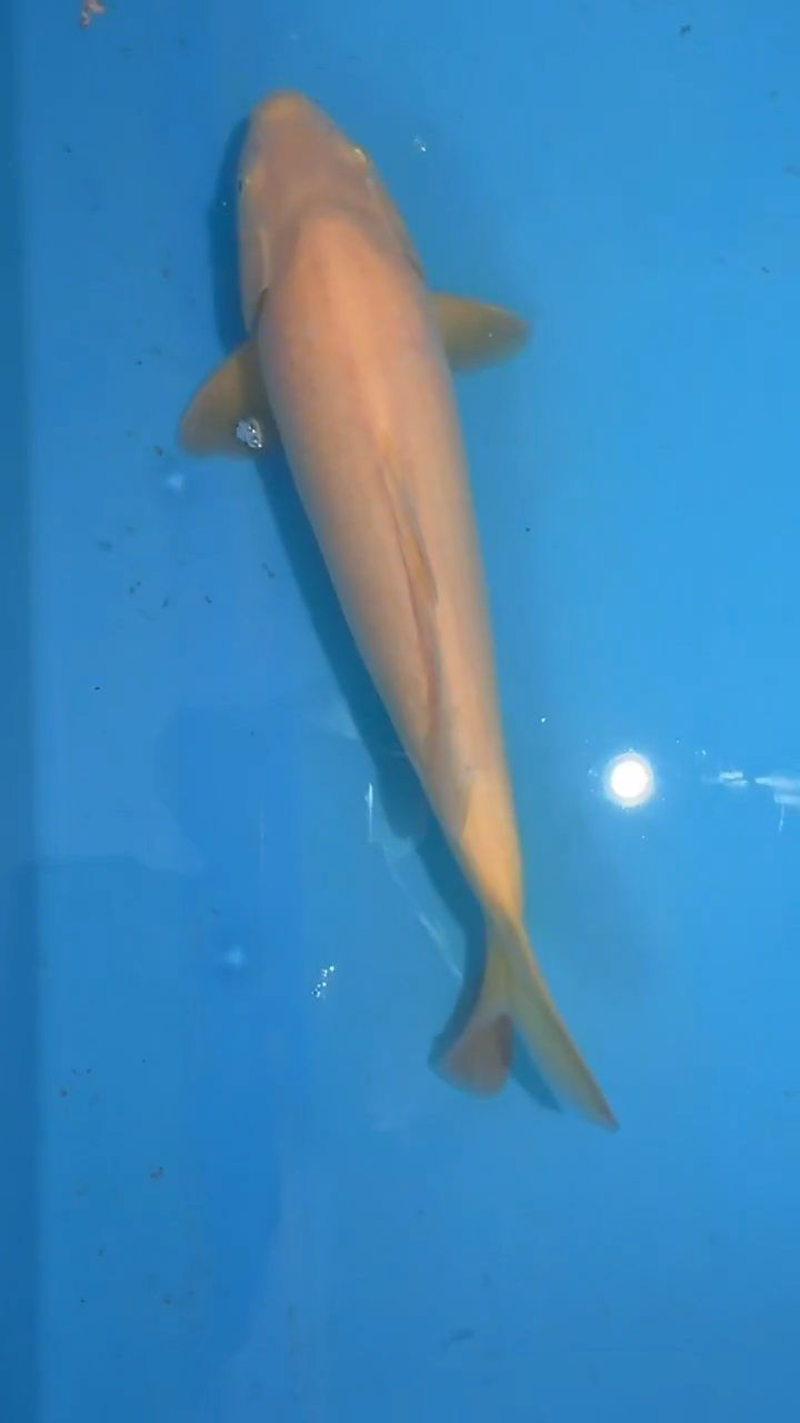 锦鲤太饱进口锦鲤36cm-45cm不包邮到付