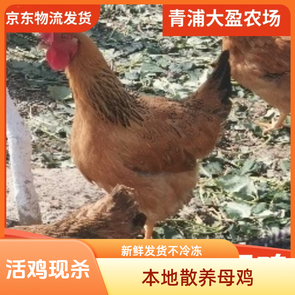 毛重4斤 净堂3斤以上 上海青浦大盈正宗散养土鸡 当天下单  次日中午送达