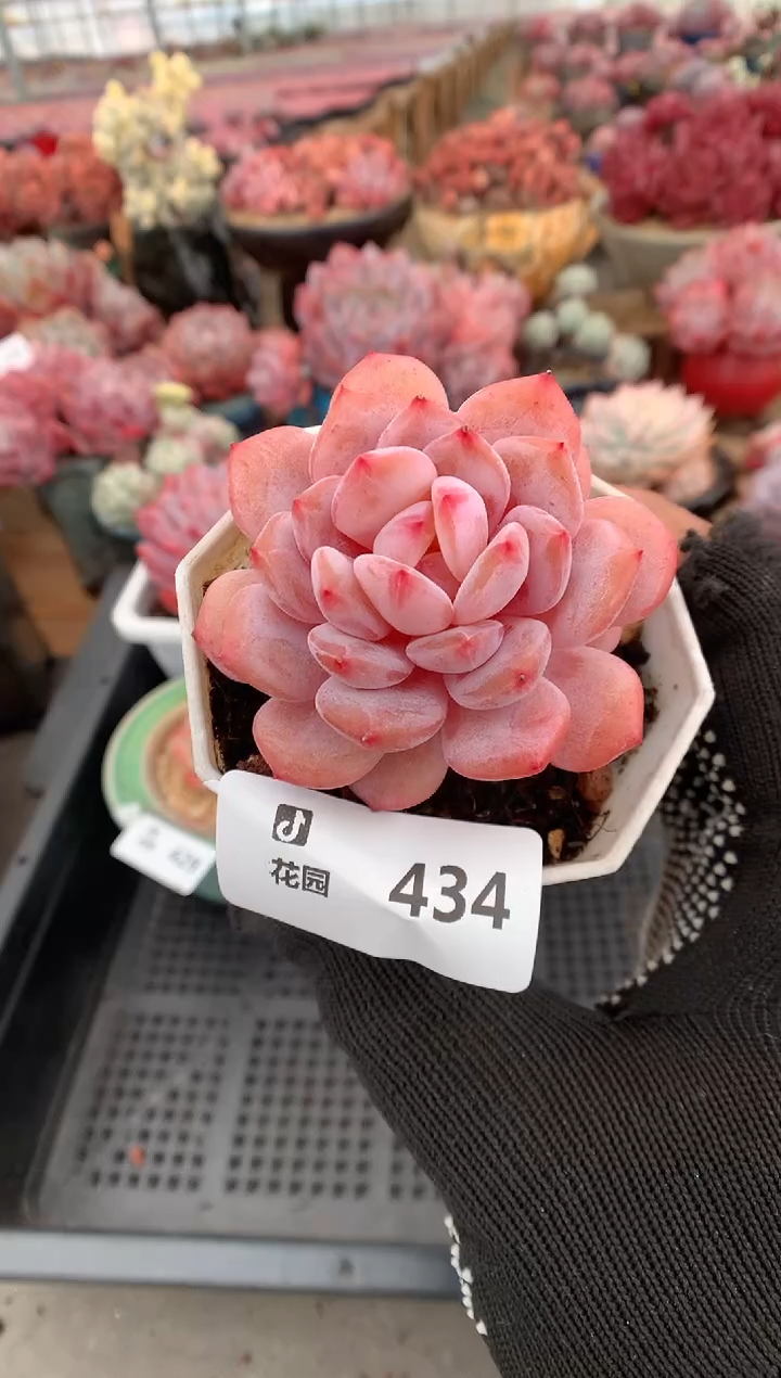 434星星橙多肉植物一物一拍