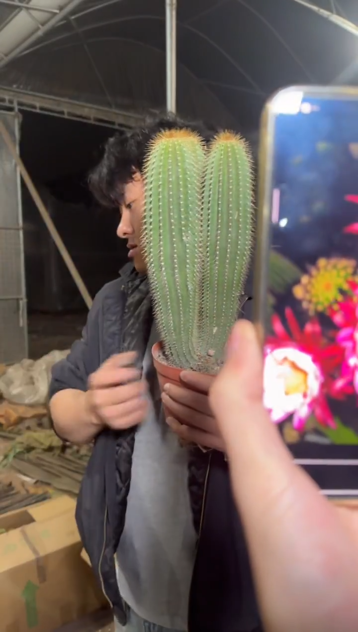 3头起 大凤龙【实生根】