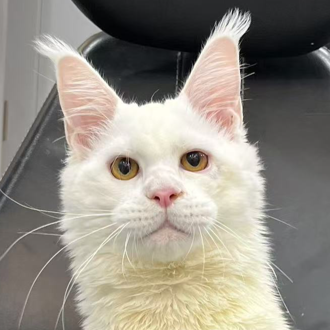 来了姊妹-纯白缅因猫 弟弟 6