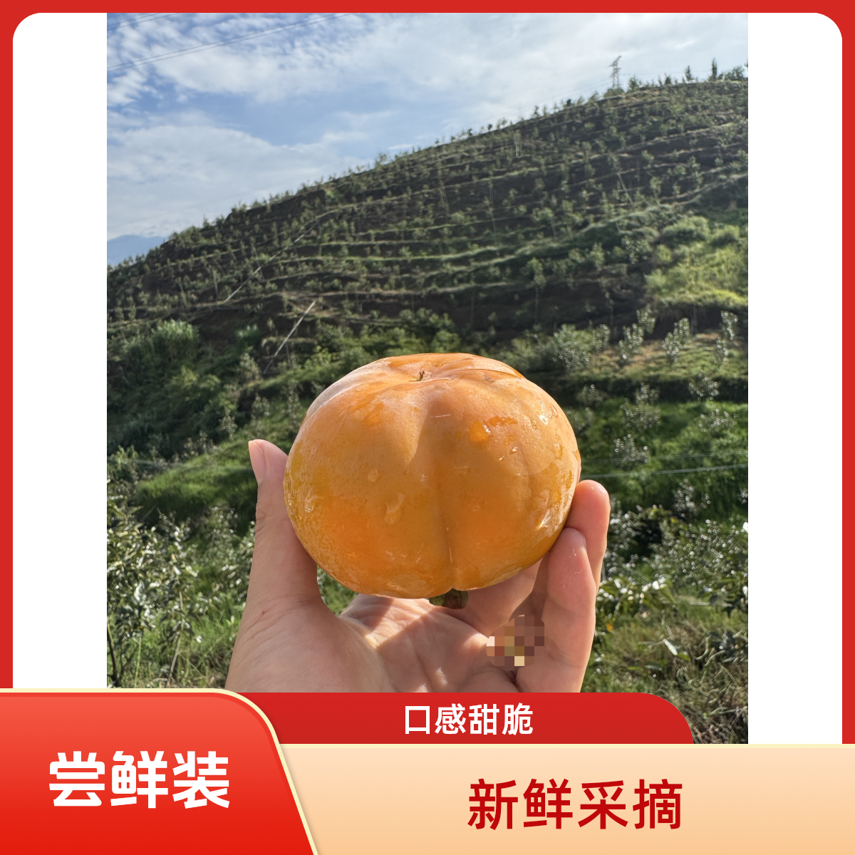 脆甜不涩口云南甜脆柿新鲜脆柿