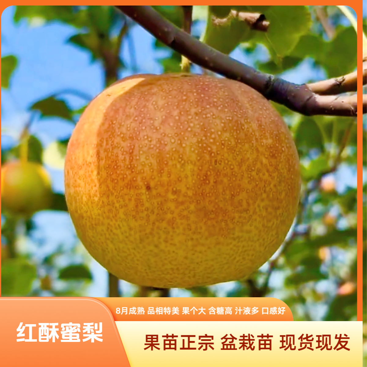 【红酥蜜梨苗正宗】红酥蜜梨裸根苗 红梨苗 梨树苗 果苗