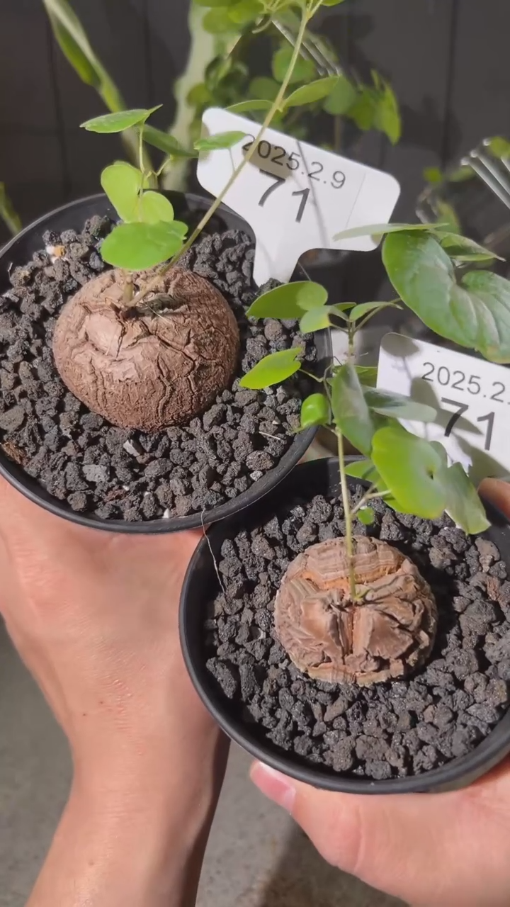 【闪购商品】南非龟甲龙2.9.71