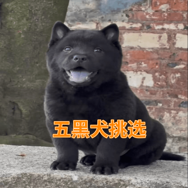 五黑崽崽挑选 一对一