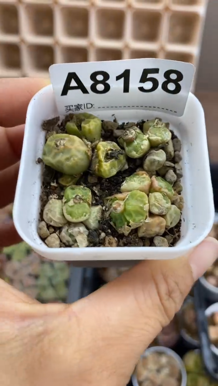 【闪购商品】8158直播一物一拍