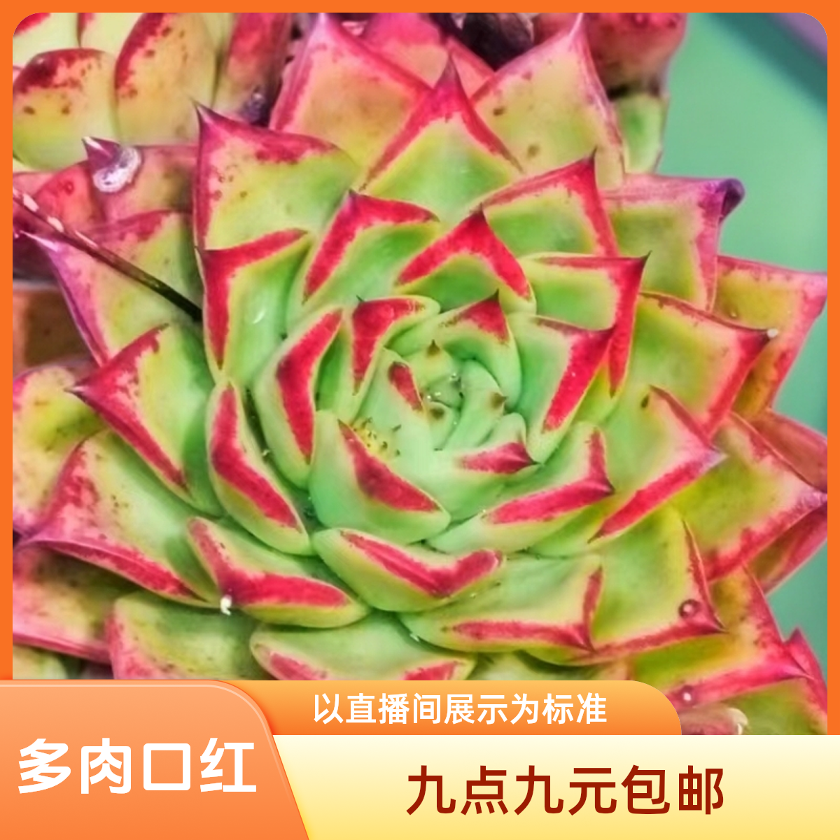 口红多肉（九点九元包邮）以直播间实物展示为标准                