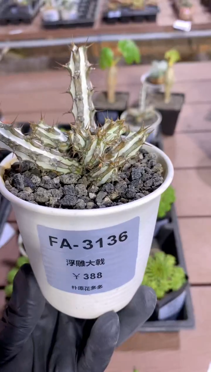 【闪购商品】浮雕大戟FA-3136