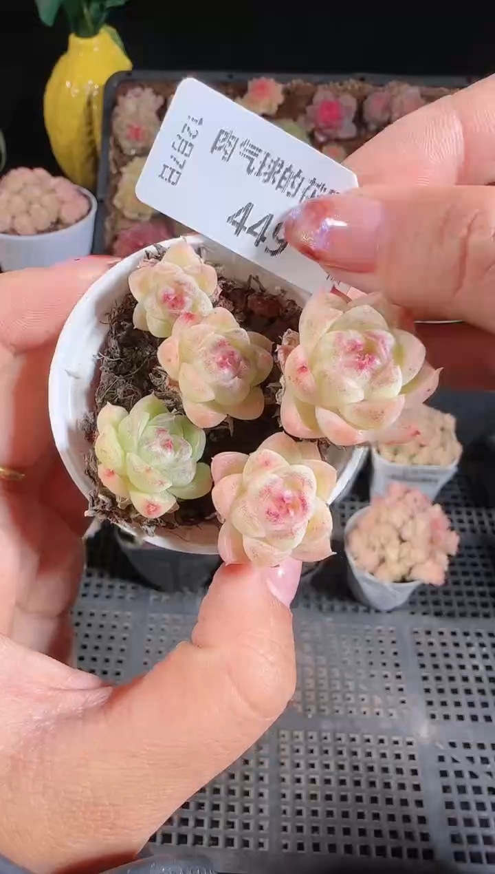 1207-449多肉群生不包整