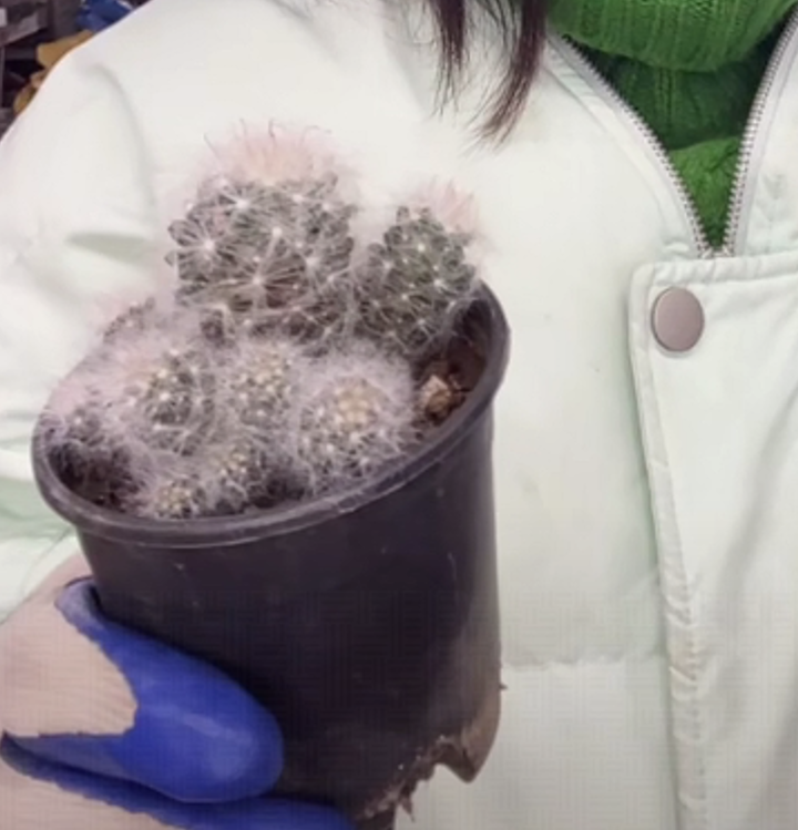 二妹园艺【 1颗  群生惑星   】带盆土随机发货