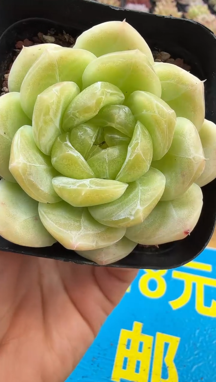 东云多肉园二店-536