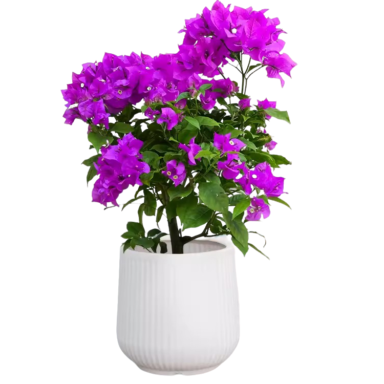 云南紫三角梅天然发货必定掉花落叶真实的直播间造型盆景飘枝爬藤