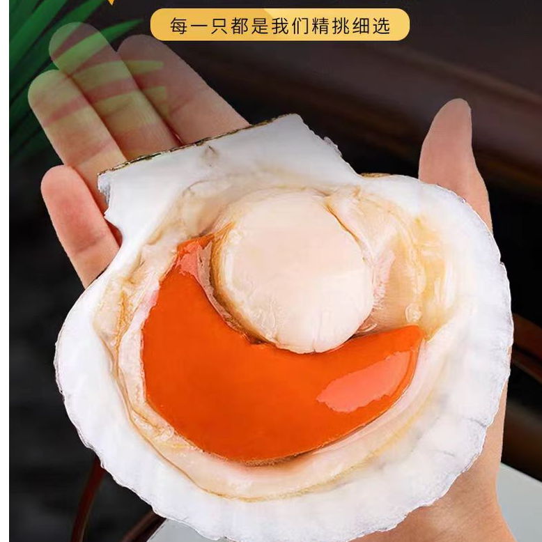 俄罗斯进口野生扇贝半壳大扇贝半壳北极贝顺丰包邮