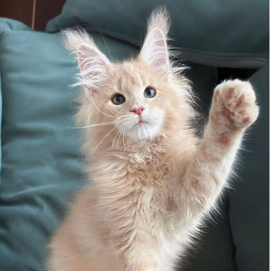 【星屿家的缅因猫院】精品猫咪
