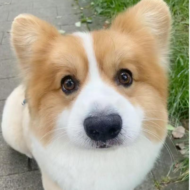 黄白双色柯基幼犬活泼可爱适合家庭饲养的伴侣犬