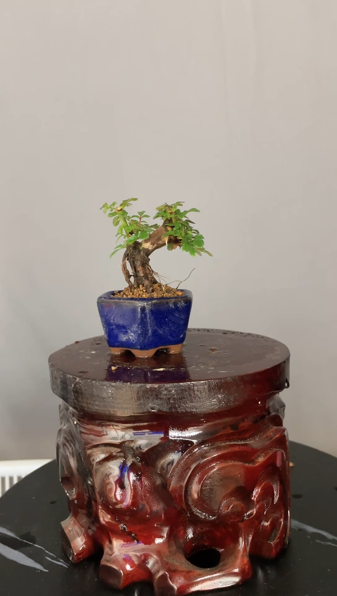 当前无花朵，栽培后可花朵紫红微月A2