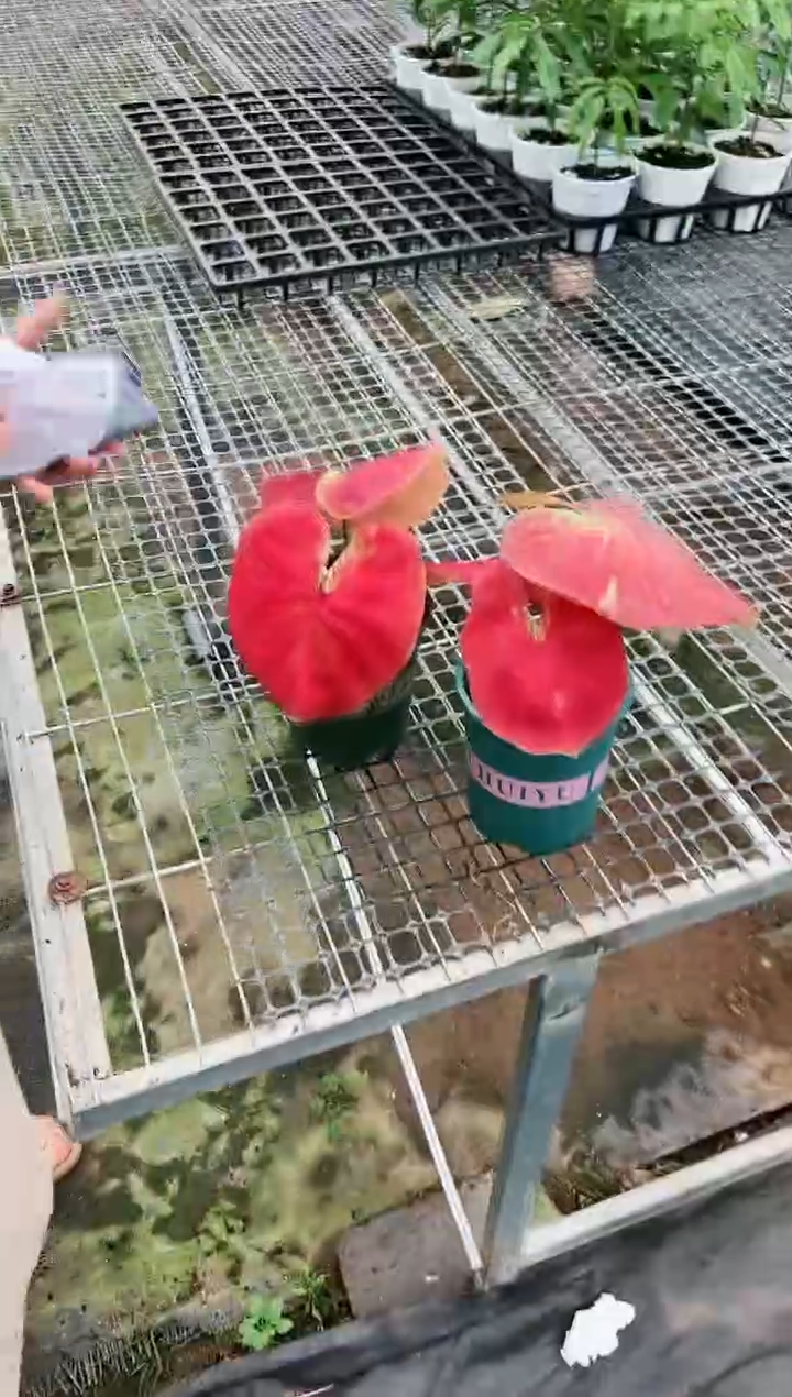 131     一颗    