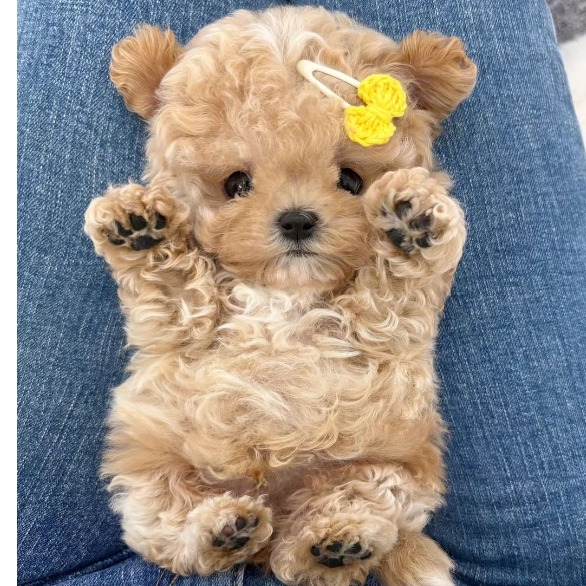 楠哥萌宠专属小体泰迪熊韩版比熊马尔泰幼犬