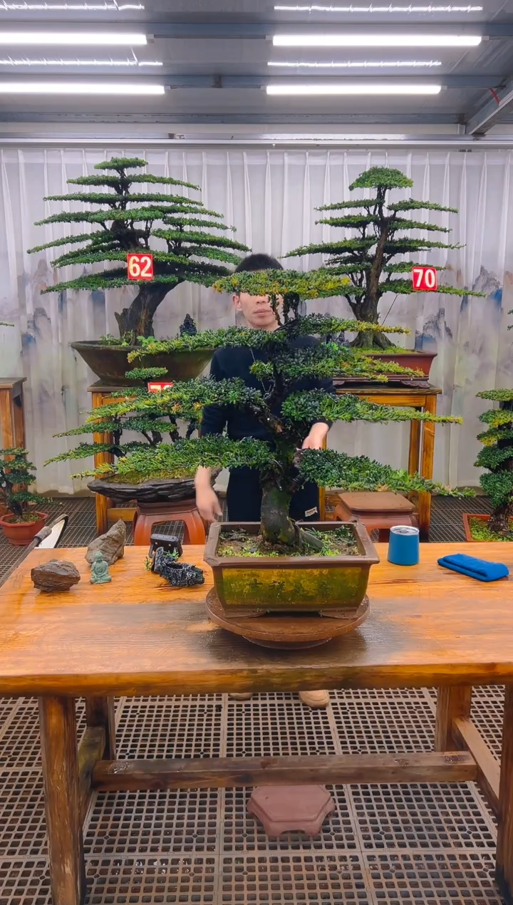 无花朵精品盆景直播间一物一拍