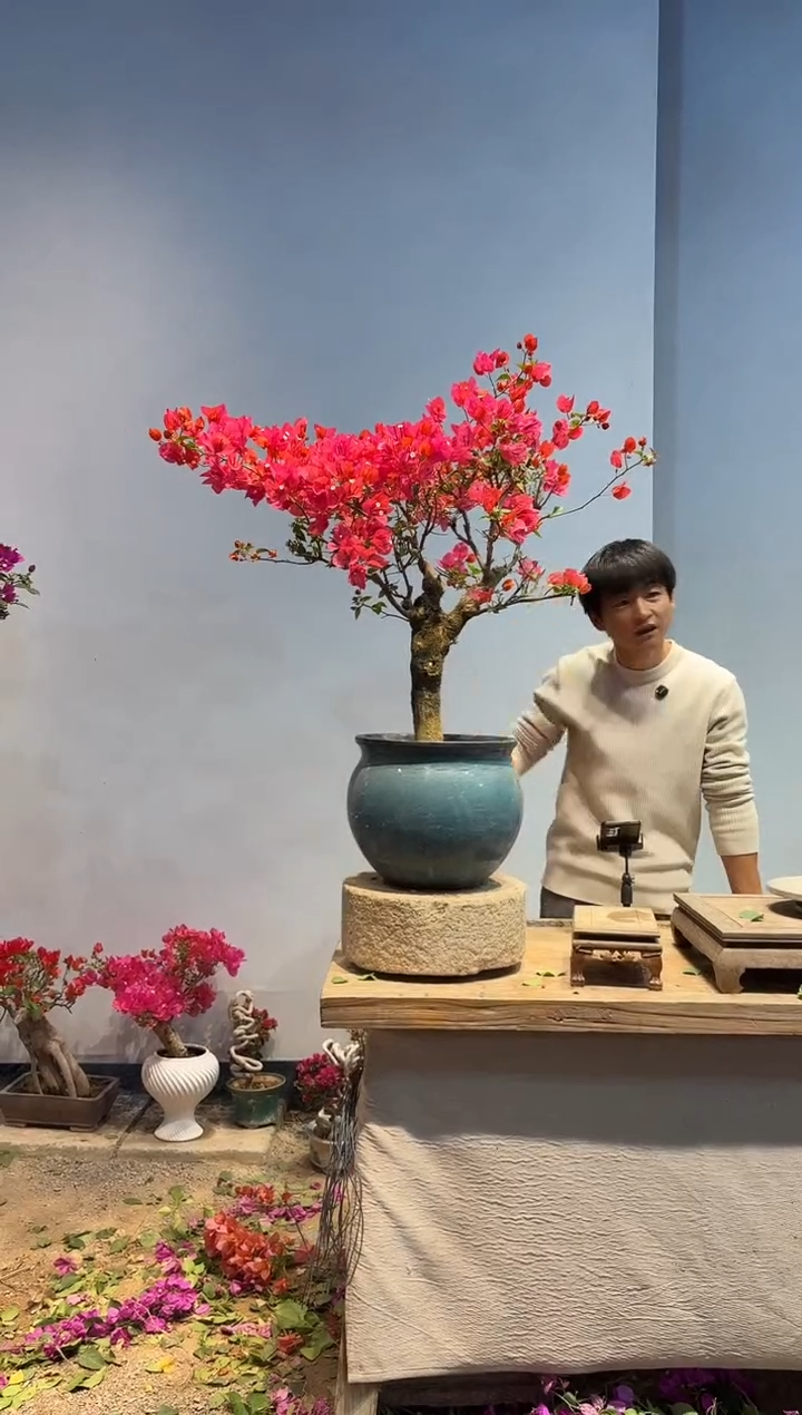 以实际为准三角梅18