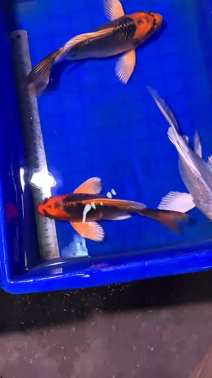 蝴蝶鲤鱼蝴蝶鲤直播选鱼专用链接 凭开箱视频售后