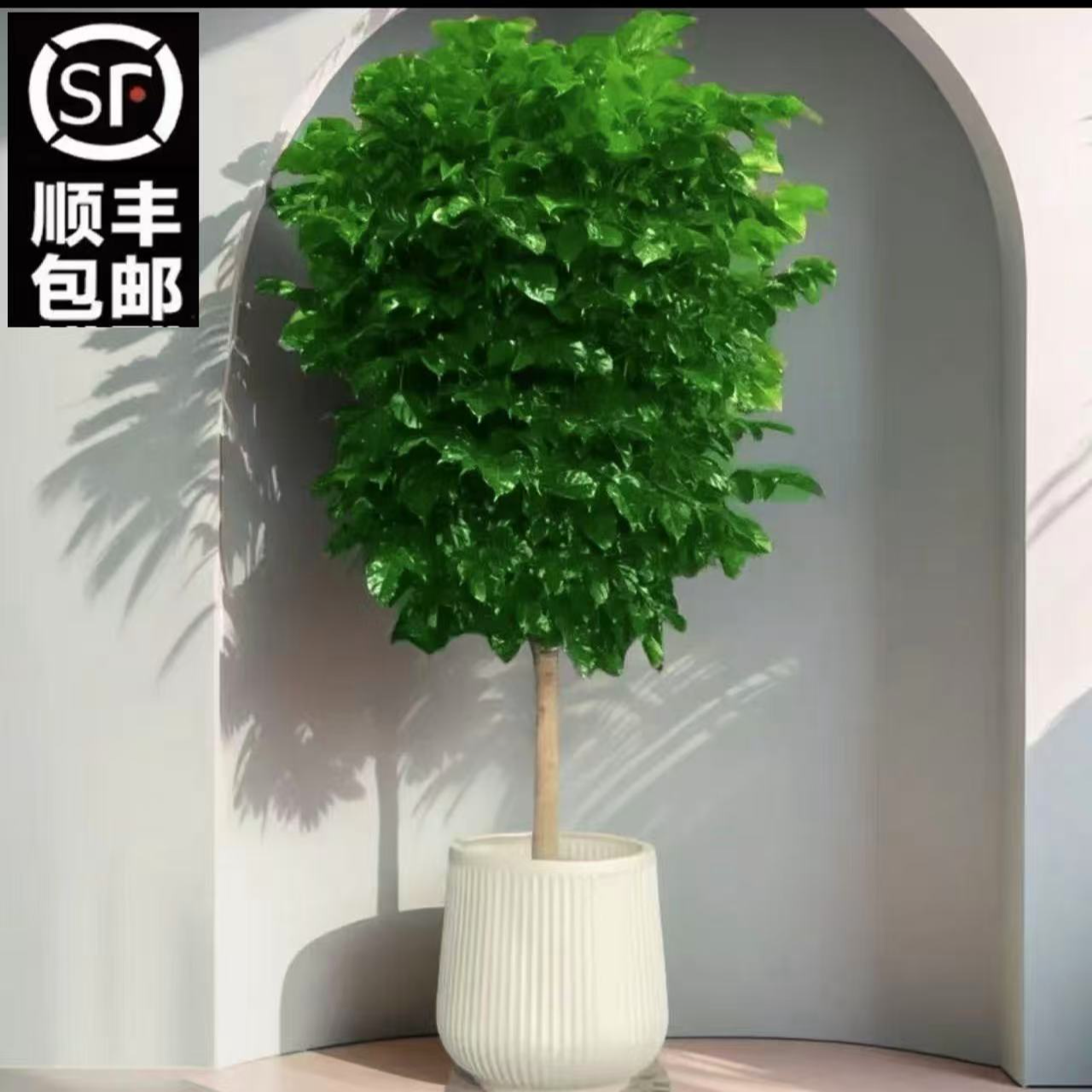 【顺丰包邮】1.4-1.6米单杆棒棒糖盆栽室内好养活植物客厅平安树