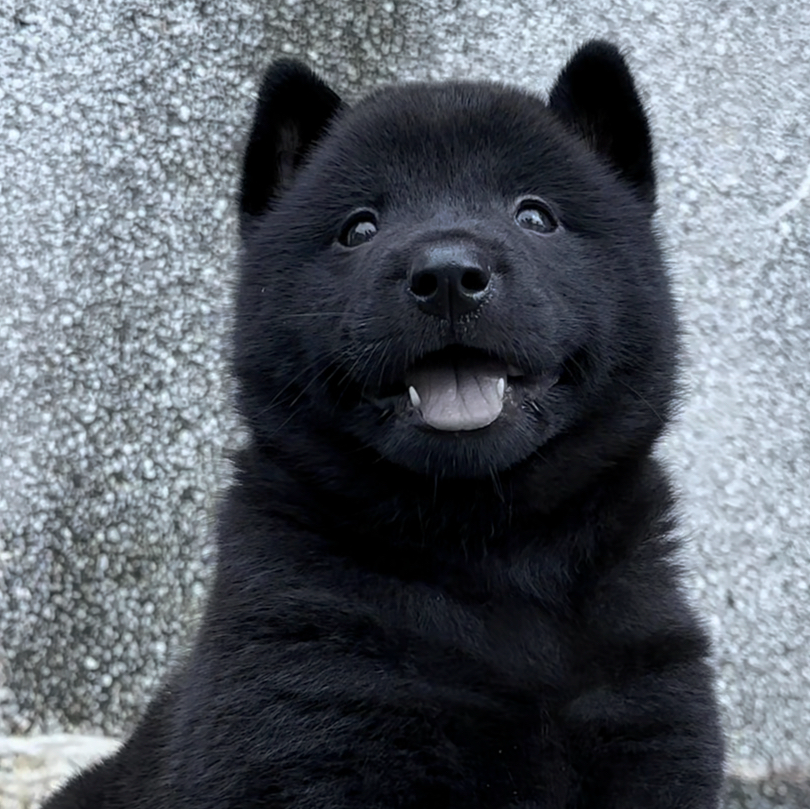 G中华五黑虎头猫耳五黑中华田园适合看家护院家庭伴侣