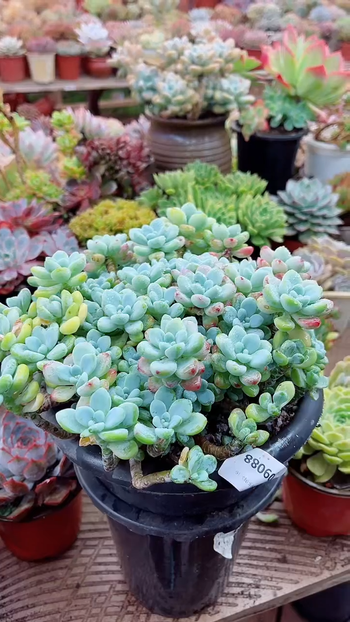 爱*09088多肉植物一物一拍