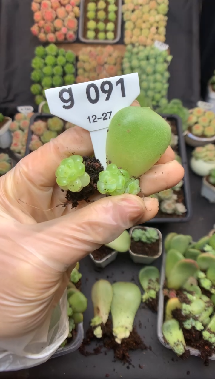 g091 叶插遥遥小苗 两颗组合 裸根 送珍妮土 59.9