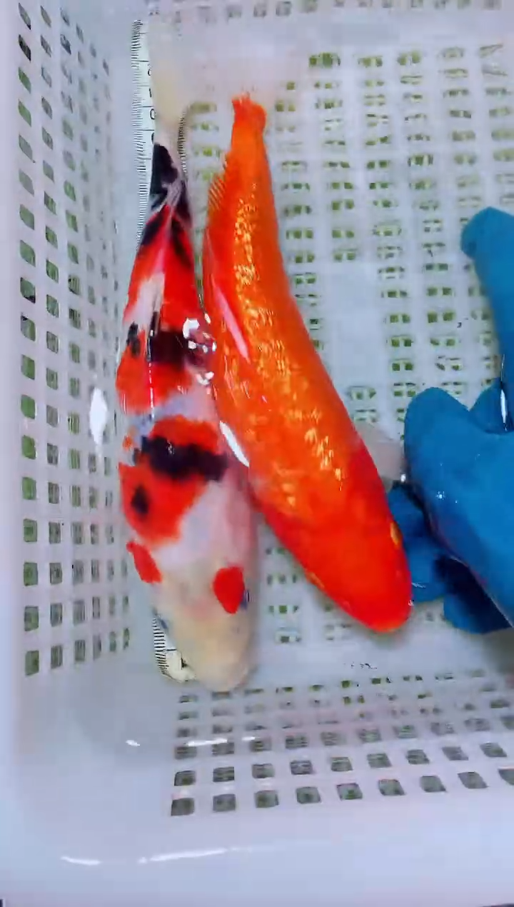 锦鲤血统锦鲤全场包邮8