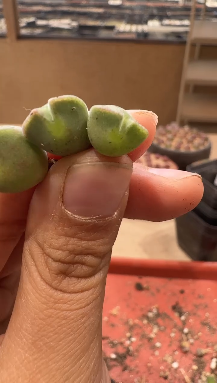 小*哥18-109多肉植物肉锥