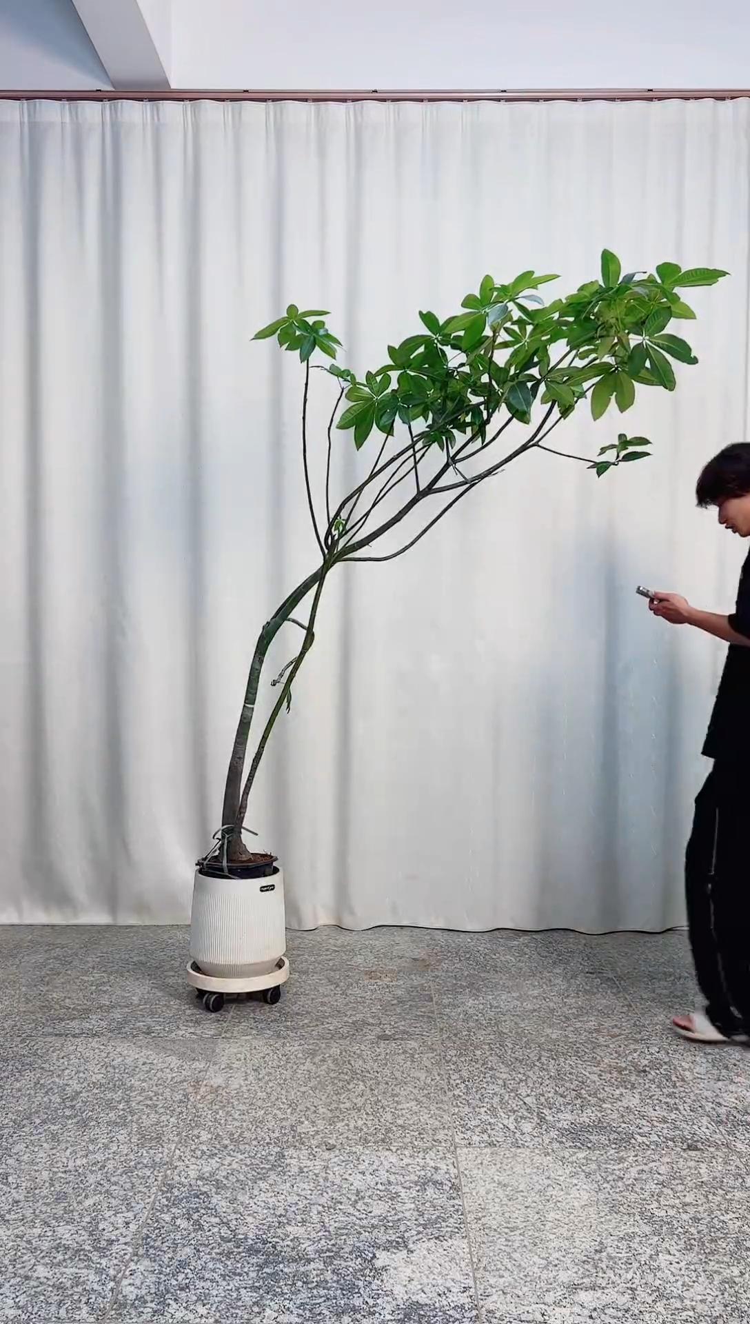 无花朵原生发财树 08 168