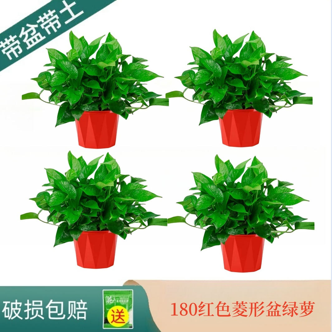 鲜活绿萝批发室内养护盆栽易活好养观叶绿植种植家里吸甲醛