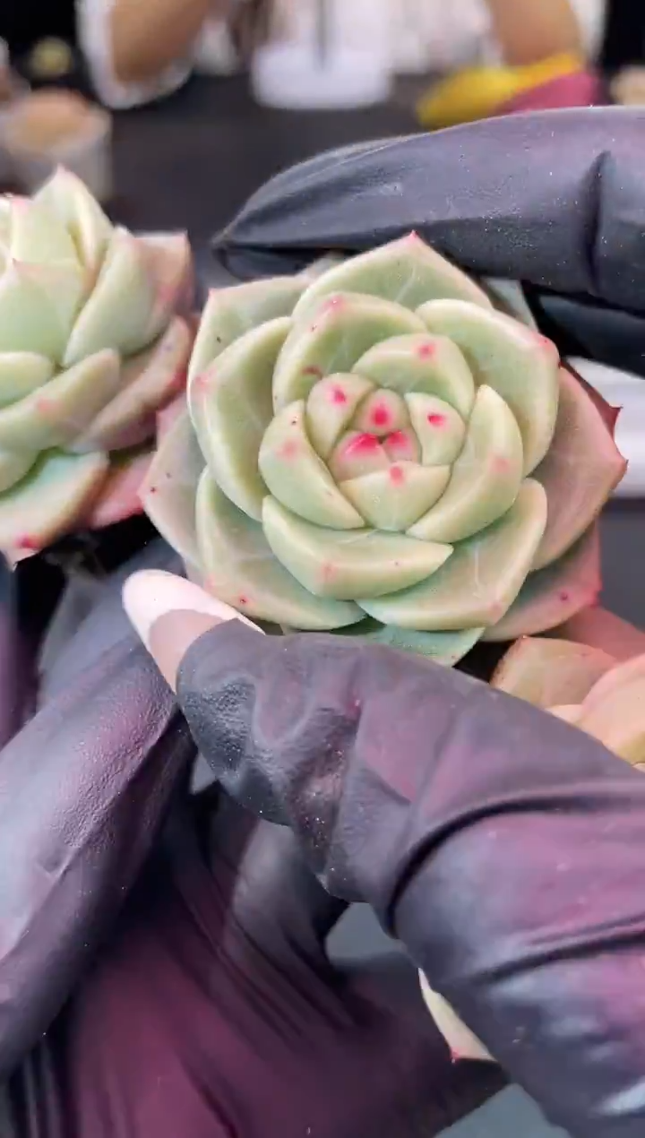 闪购1437  黄翡灯多肉一颗  3.5-4厘米