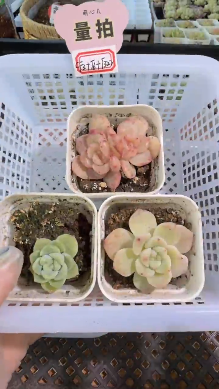 CF3+T6+T322/3盆组合 量拍混发