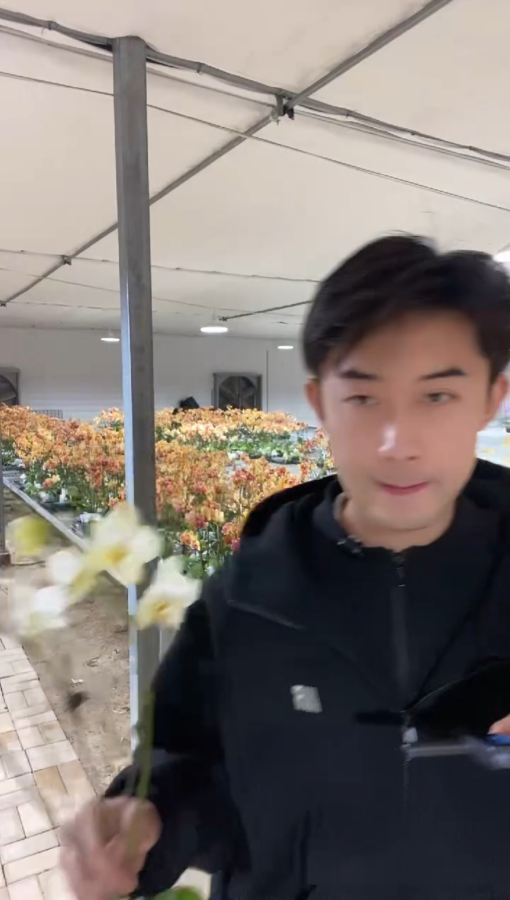 完全开放黄绿色花串 