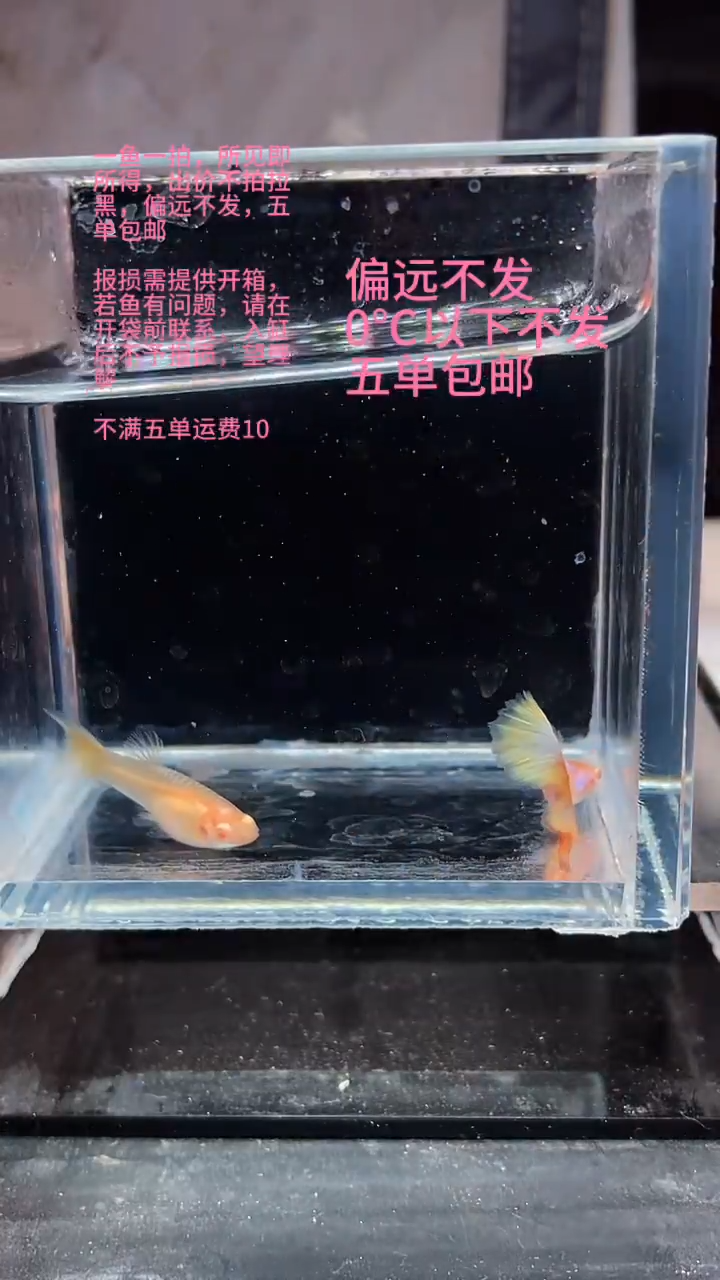 孔雀鱼孔雀鱼 22